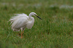 great white egret