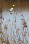 great white egret