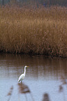 great white egret