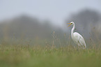 great white egret