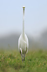 great white egret