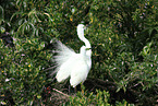 great white egret