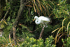 great white egret