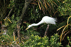 great white egret