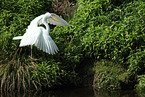 great white egret