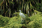 great white egret