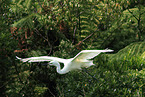 great white egret