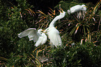 great white egret