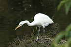 great white egret