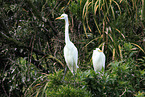 great white egret