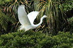 great white egret