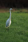 great white egret