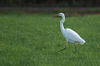 great white egret