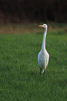 great white egret