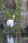 great white egret