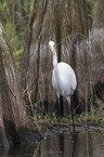 great white egret