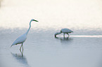 great white egret