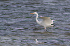 great white egret