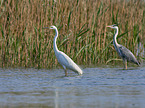 standing Great White Egret