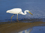 walking Great White Egret