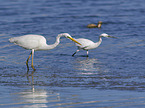 walking Great White Egret