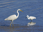 walking Great White Egret