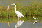 walking Great White Egret