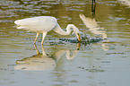 standing Great White Egret