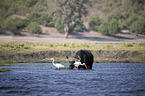 Great White Egret