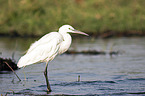 standing Great White Egret