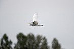 flying Great White Egret