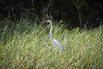 Great White Egret