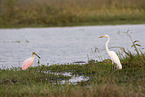 Great White Egret with Roseate Spoonbill