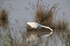 walking Great White Egret
