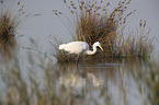 walking Great White Egret