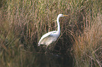 walking Great White Egret