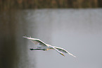 flying Great White Egret