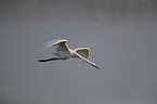 flying Great White Egret