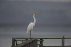 great white egret