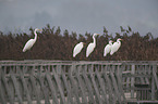 great white egret