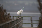 great white egret