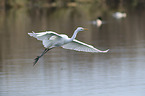 great white egret