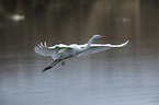 great white egret