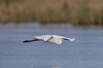 common egret