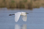 common egret
