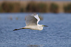 common egret