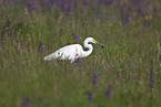 common egret