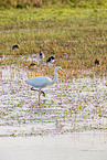 great white egret