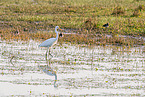 great white egret