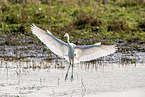 great white egret